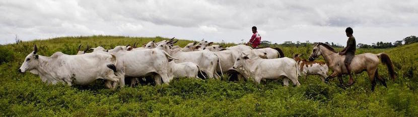 sumba-cattle-industry
